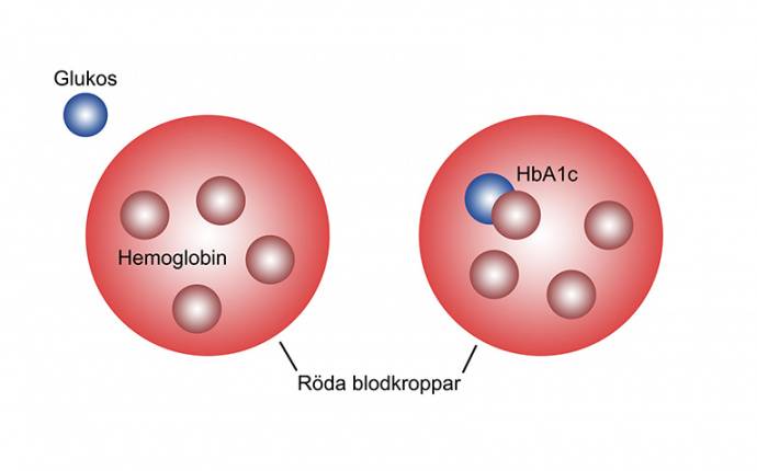 Vad betyder måttenheten mol och mmol/mol vid HbA1c?