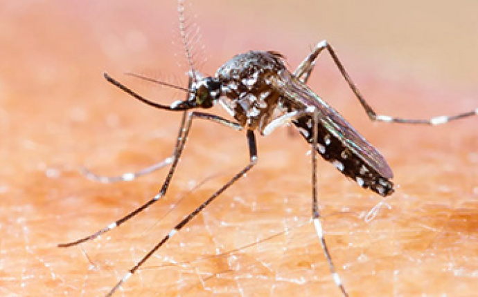 Vi söker dig som drabbats av denguefeber 