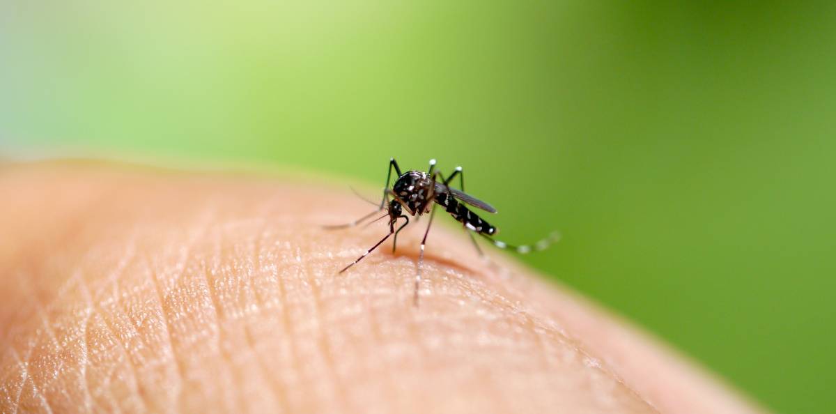 Flera smittade av zikavirus i Frankrike 