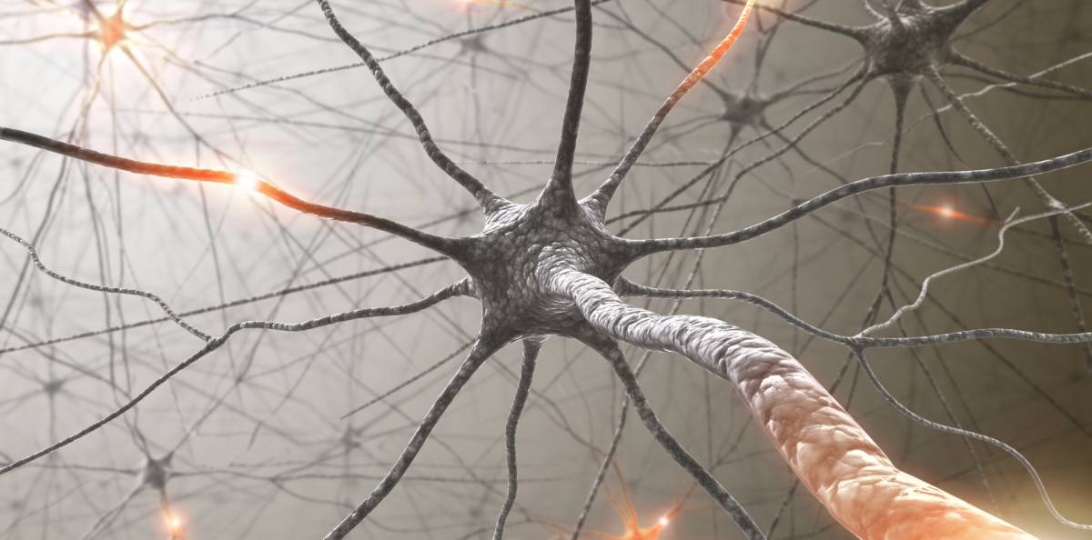 ms - nervceller