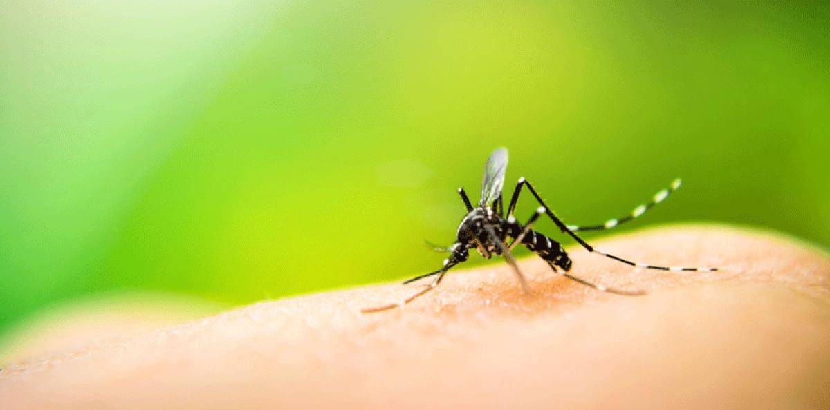 hur länge lever myggor